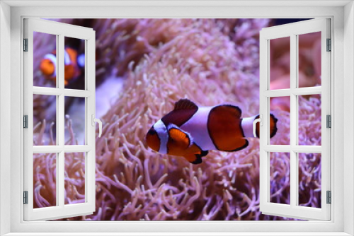 Fototapeta Naklejka Na Ścianę Okno 3D - clown fish