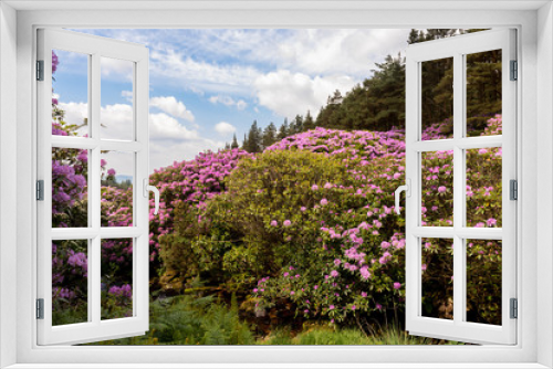Fototapeta Naklejka Na Ścianę Okno 3D - view on rhododendron blossom at the vee, ireland