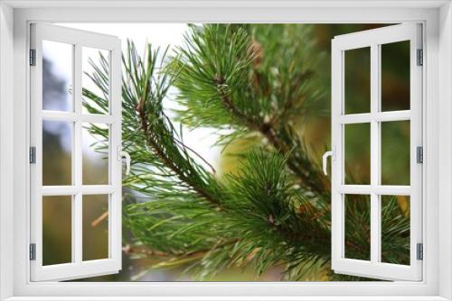 Fototapeta Naklejka Na Ścianę Okno 3D - Needles on a pine branch