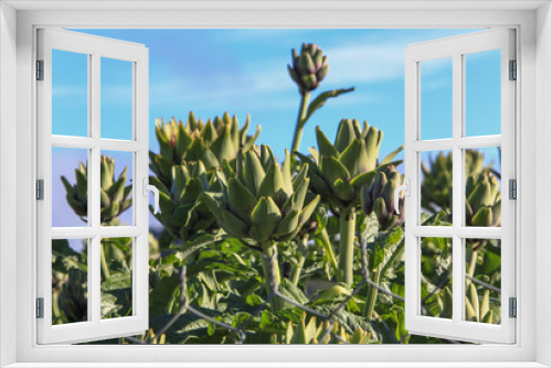 Fototapeta Naklejka Na Ścianę Okno 3D - artichoke flower on field