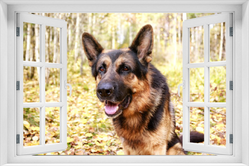 Fototapeta Naklejka Na Ścianę Okno 3D - Dog German Shepherd in a forest in autumn