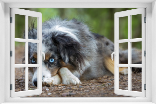 Fototapeta Naklejka Na Ścianę Okno 3D - Mili the Miniature Australian Shepherd, Stunning Blue Eyes,