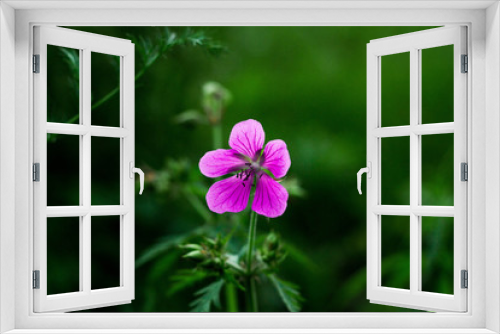 Fototapeta Naklejka Na Ścianę Okno 3D - lonely purple flower on a green background