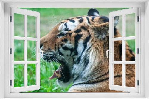 Fototapeta Naklejka Na Ścianę Okno 3D - Tiger