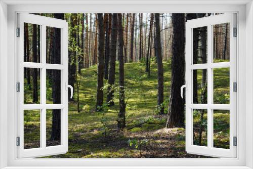Fototapeta Naklejka Na Ścianę Okno 3D - Moss and trees