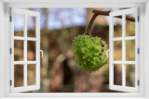 Fototapeta Naklejka Na Ścianę Okno 3D - green chestnut with needles on a branch
