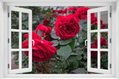 Fototapeta Naklejka Na Ścianę Okno 3D - Rose Flower