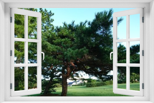 Fototapeta Naklejka Na Ścianę Okno 3D - Trees 