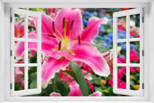 Fototapeta Naklejka Na Ścianę Okno 3D - Pink Lily flowers are ideal for lovers. The color of sweet pink It is a pink lily. The perfect expression of love