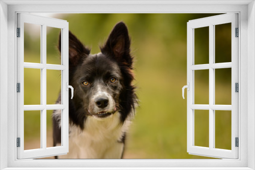 Fototapeta Naklejka Na Ścianę Okno 3D - Black and White Border Collie Outdoor in Countryside