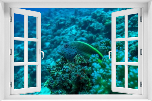 Fototapeta Naklejka Na Ścianę Okno 3D - freckled hawkfish