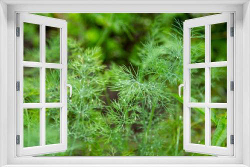 Fototapeta Naklejka Na Ścianę Okno 3D - Green thickets of fresh young dill in drops of dew after rain. Plants in the morning dew on the plot. Juicy appetizing homemade vitamins. Close-up.