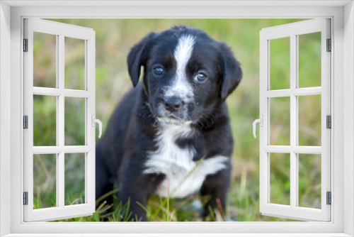 Fototapeta Naklejka Na Ścianę Okno 3D - Adorable small dog
