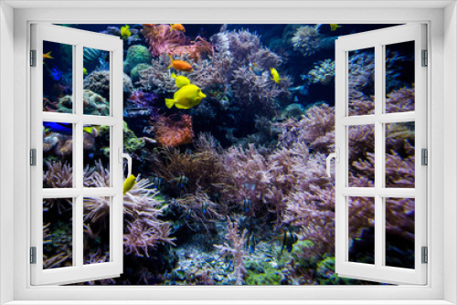 Fototapeta Naklejka Na Ścianę Okno 3D - Aquarium. Underwater life landscape