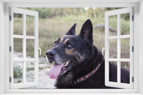 Fototapeta Naklejka Na Ścianę Okno 3D - German Shepherd Mixed Breed Dog Close Up