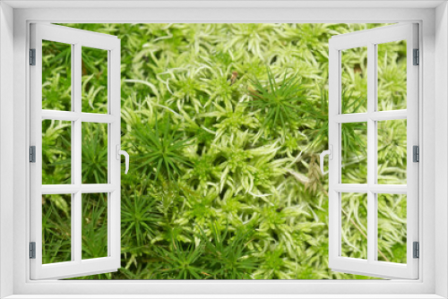 Fototapeta Naklejka Na Ścianę Okno 3D - Texture of green natural northern moss closeup