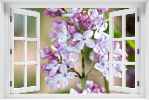 Fototapeta Naklejka Na Ścianę Okno 3D - lilac flower in nature