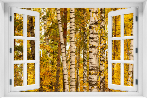 Fototapeta Naklejka Na Ścianę Okno 3D - Red leaves on birch trees in autumn