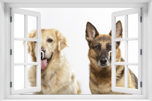 Fototapeta Naklejka Na Ścianę Okno 3D - Portrait of a couple of expressive dogs, a German Shepherd dog and a Golden Retriever dog against white background