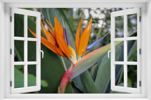 Fototapeta Naklejka Na Ścianę Okno 3D - Strelitzia reginae