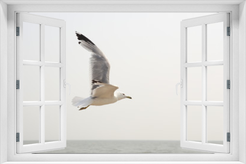 Fototapeta Naklejka Na Ścianę Okno 3D - Flying seagull. Freedom icon.
