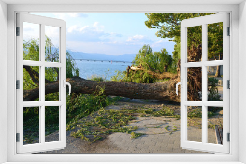 Fototapeta Naklejka Na Ścianę Okno 3D - 台風被害　樹木の倒壊