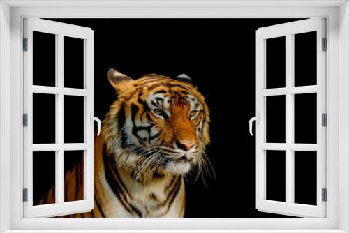 Fototapeta Naklejka Na Ścianę Okno 3D - Sight of tiger.