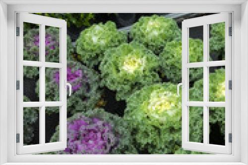 Fototapeta Naklejka Na Ścianę Okno 3D - Ornamental cabbages (Brassica oleracea)