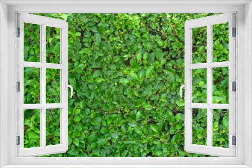 Fototapeta Naklejka Na Ścianę Okno 3D - Green shrub leaf wall