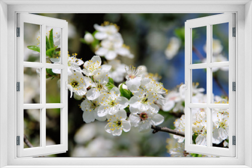 Fototapeta Naklejka Na Ścianę Okno 3D - Pflaumenbaumbluete - plum blossom 24