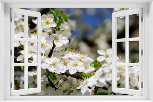 Fototapeta Naklejka Na Ścianę Okno 3D - Pflaumenbaumbluete - plum blossom 44