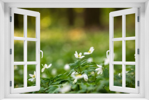 Fototapeta Naklejka Na Ścianę Okno 3D - White anemone flowers blooming in spring forest