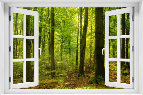 Fototapeta Naklejka Na Ścianę Okno 3D - Sunny Forest of Beech Trees