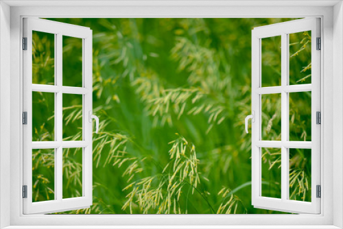 Fototapeta Naklejka Na Ścianę Okno 3D - Green Grass with yellow tips background