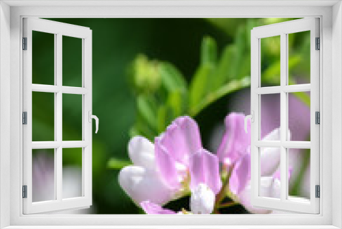 Fototapeta Naklejka Na Ścianę Okno 3D - Pink and white flower large depth of field background room for text
