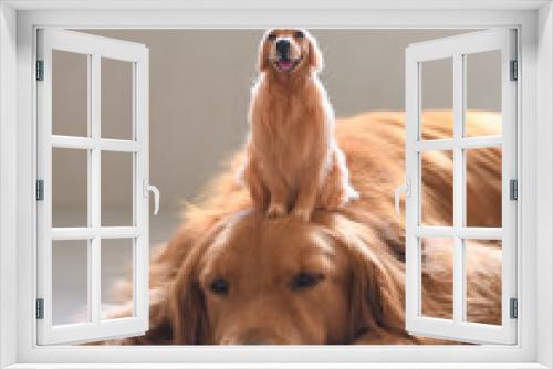 Fototapeta Naklejka Na Ścianę Okno 3D - Golden retriever and its own model