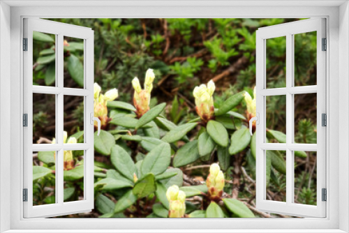 Fototapeta Naklejka Na Ścianę Okno 3D - 北海道、旭岳に咲く高山植物の花