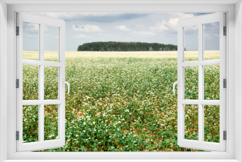 Fototapeta Naklejka Na Ścianę Okno 3D - flower field, flowering buckwheat and forest far on the horizon, beautiful bright sky with clouds, beautiful summer landscape