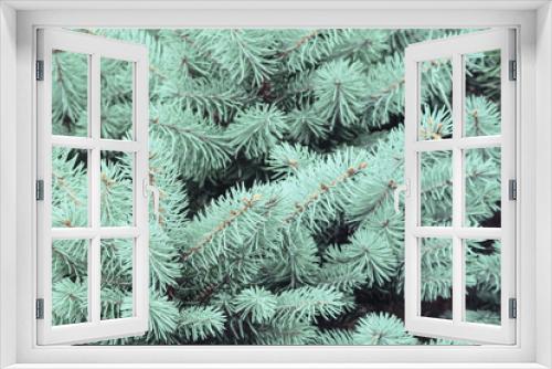 Fototapeta Naklejka Na Ścianę Okno 3D - Blue spruce branches background. Christmas tree branches with needles. Blue spruce, green spruce, white spruce, Colorado spruce, or Colorado blue spruce, Picea pungens close up