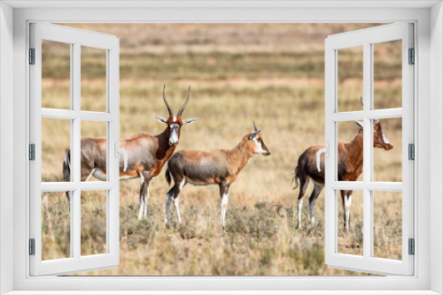 Fototapeta Naklejka Na Ścianę Okno 3D - Blesbok Antelope