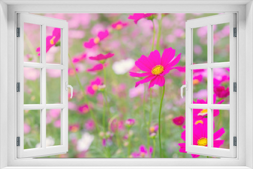 Fototapeta Naklejka Na Ścianę Okno 3D - Pink and white cosmos flowers garden.