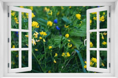 Fototapeta Naklejka Na Ścianę Okno 3D - yellow flowers in garden