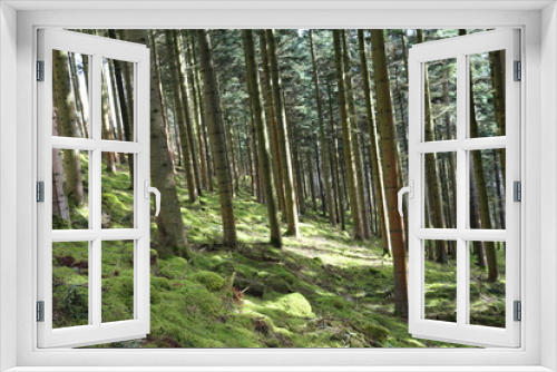 Fototapeta Naklejka Na Ścianę Okno 3D - Forest Pathway