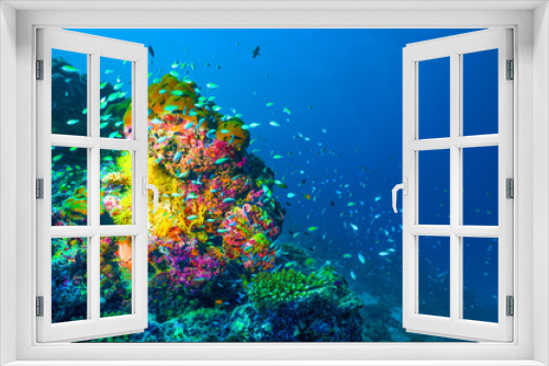 Fototapeta Naklejka Na Ścianę Okno 3D - Underwater image of colorful bright corals