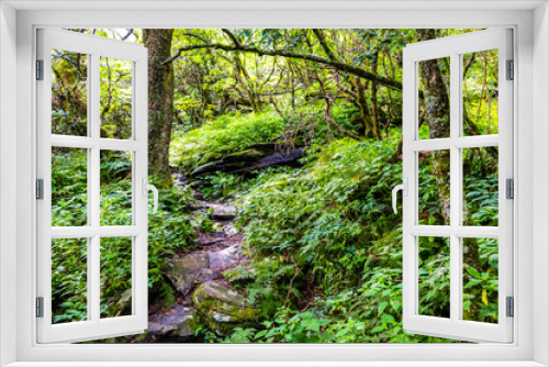 Fototapeta Naklejka Na Ścianę Okno 3D - Path Through Mountain Ferns