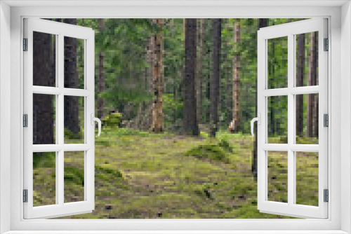Fototapeta Naklejka Na Ścianę Okno 3D - Borealer Nadelwald