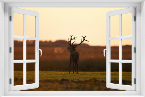 Fototapeta Naklejka Na Ścianę Okno 3D - Red Deer