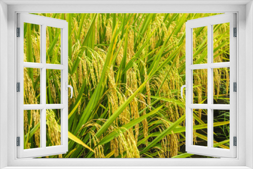 Fototapeta Naklejka Na Ścianę Okno 3D - Rice plant closeup