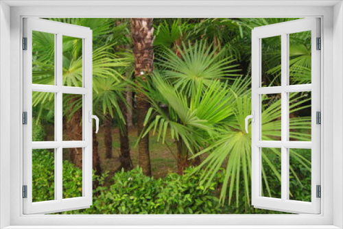 Fototapeta Naklejka Na Ścianę Okno 3D - palm leaves