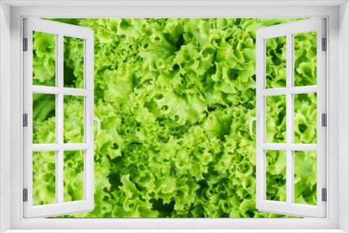 Fototapeta Naklejka Na Ścianę Okno 3D - Fresh lettuce close up, full frame